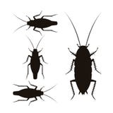 Blatte orientali e tedesche illustrazione vettoriale Blatte orientali e tedesche illustrazione vettoriale