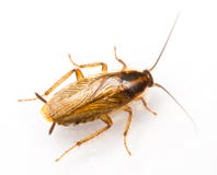 Blattella germanica deutsche Schabe stockbild Blattella germanica deutsche Schabe stockbild