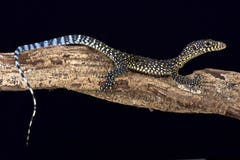 Blau-angebundener Monitor (Varanus doreanus) stockfoto Blau-angebundener Monitor (Varanus doreanus) stockfoto