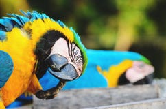 Blau-und-gelber Keilschwanzsittich bekannt als Arara-caninde in Brasilien lizenzfreies stockfoto Blau-und-gelber Keilschwanzsittich bekannt als Arara-caninde in Brasilien lizenzfreies stockfoto