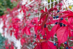 Blaue Beeren-helles Rot lässt Anlage wachsenden Zaun White Metal C Stockbilder Blaue Beeren-helles Rot lässt Anlage wachsenden Zaun White Metal C Stockbilder