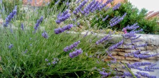 Blaue Blume des Lavendels lizenzfreie stockfotos Blaue Blume des Lavendels lizenzfreie stockfotos