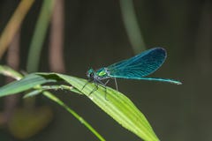 Blaue Libelle Calopteryx-Jungfrau sitzt auf einem Gras stockbilder Blaue Libelle Calopteryx-Jungfrau sitzt auf einem Gras stockbilder