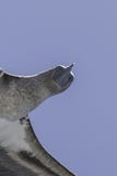 Blauer Dummkopf Galapagos im Flug lizenzfreie stockfotografie Blauer Dummkopf Galapagos im Flug lizenzfreie stockfotografie