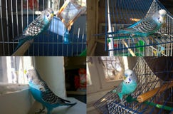 Blauer gewellter Papagei Lizenzfreie Stockfotografie Blauer gewellter Papagei Lizenzfreie Stockfotografie