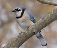 Blauer Jay stockbilder Blauer Jay stockbilder