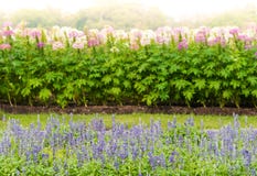Blaues salvia und Spinnenblume stockfotografie Blaues salvia und Spinnenblume stockfotografie