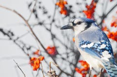 Blauhäher lizenzfreies stockfoto Blauhäher lizenzfreies stockfoto