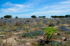 Blauw bloemlandschap stock afbeelding Blauw bloemlandschap stock afbeelding