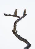 Blauw-gevleugelde Kookaburra's die op boomboomstam lachen stock fotografie Blauw-gevleugelde Kookaburra's die op boomboomstam lachen stock fotografie
