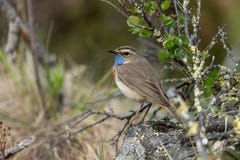 Blauwborst royalty-vrije stock afbeelding Blauwborst royalty-vrije stock afbeelding