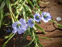 Blauwe Bloemen royalty-vrije stock afbeelding Blauwe Bloemen royalty-vrije stock afbeelding