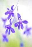 Blauwe bloemen op de witte en groene achtergrond royalty-vrije stock foto Blauwe bloemen op de witte en groene achtergrond royalty-vrije stock foto