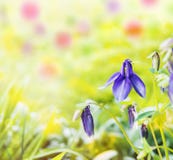 Blauwe bloemen in tuin op gele achtergrond royalty-vrije stock fotografie Blauwe bloemen in tuin op gele achtergrond royalty-vrije stock fotografie