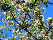 Blauwe hemel, de lentedag, het verbazen sakura stock foto's Blauwe hemel, de lentedag, het verbazen sakura stock foto's