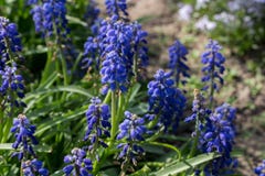 Blauwe Muscari-bloemen in de lentetuin stock foto's Blauwe Muscari-bloemen in de lentetuin stock foto's