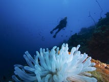 Bleached giant Caribbean sea anemone, Bonaire, degradation Antilles. Royalty Free Stock Photo Bleached giant Caribbean sea anemone, Bonaire, degradation Antilles. Royalty Free Stock Photo