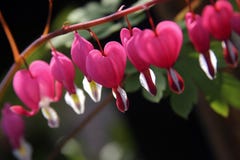 Bleeding Heart Royalty Free Stock Photo Bleeding Heart Royalty Free Stock Photo