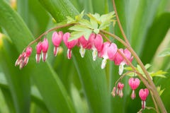 A bleeding heart in a garden Vienna royalty free stock image A bleeding heart in a garden Vienna royalty free stock image