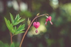 Bleeding hearts in Garden stock images Bleeding hearts in Garden stock images
