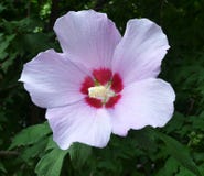 Blek lila blomma av hibiskussyrian med mortelstöt- och pollenmakro royaltyfri foto Blek lila blomma av hibiskussyrian med mortelstöt- och pollenmakro royaltyfri foto