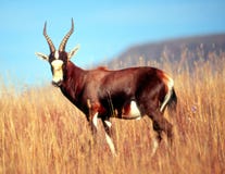Blesbok no platô no Mt Parque nacional da zebra imagem de stock royalty free Blesbok no platô no Mt Parque nacional da zebra imagem de stock royalty free