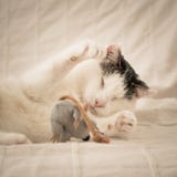 Blind cat playing with a mouse. royalty free stock photos Blind cat playing with a mouse. royalty free stock photos