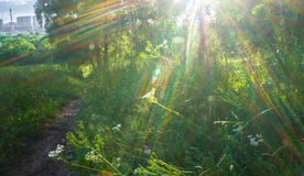 Blinding radiant sunlight through fresh lush greenery of summer forest. stock photos Blinding radiant sunlight through fresh lush greenery of summer forest. stock photos