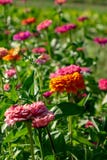 Bloeiend bloembed met bloemen van zinia in een landelijke tuin De natuurlijke achtergrond van de Zomer stock afbeeldingen Bloeiend bloembed met bloemen van zinia in een landelijke tuin De natuurlijke achtergrond van de Zomer stock afbeeldingen