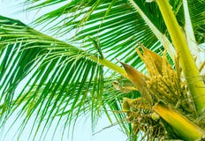 Bloeiende bovenkant van palm stock afbeeldingen Bloeiende bovenkant van palm stock afbeeldingen