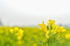 Bloeiende canolabloemen in de zomer dicht omhoog stock afbeeldingen Bloeiende canolabloemen in de zomer dicht omhoog stock afbeeldingen