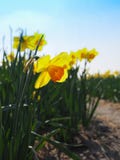 Bloeiende gele gele narcissen royalty-vrije stock afbeeldingen Bloeiende gele gele narcissen royalty-vrije stock afbeeldingen