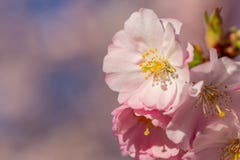 Bloeiende kersenboom in de lente De roze bloemen van de lente stock foto's Bloeiende kersenboom in de lente De roze bloemen van de lente stock foto's