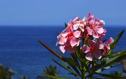 Bloeiende Oleander met roze bloemenoleander Nerium op een blauwe oceaanwater en hemelachtergrond Stock Foto Bloeiende Oleander met roze bloemenoleander Nerium op een blauwe oceaanwater en hemelachtergrond Stock Foto