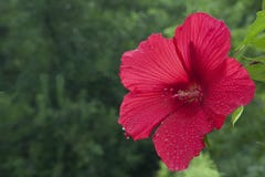Bloeiende Rode Hibiscus na de Regen stock afbeeldingen Bloeiende Rode Hibiscus na de Regen stock afbeeldingen