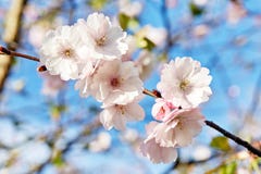 Bloeiende sakurabloemen van Japan De tak van de kersenboom in de lente Stock Afbeeldingen Bloeiende sakurabloemen van Japan De tak van de kersenboom in de lente Stock Afbeeldingen