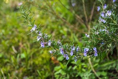 Bloeiende twijg van rozemarijn in de kruidtuin stock afbeeldingen Bloeiende twijg van rozemarijn in de kruidtuin stock afbeeldingen