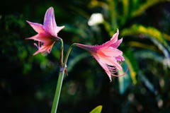 Bloem stock afbeelding Bloem stock afbeelding