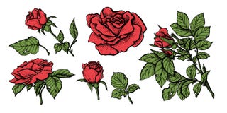 Bloem geplaatste hoogst gedetailleerde hand getrokken rozen stock illustratie Bloem geplaatste hoogst gedetailleerde hand getrokken rozen stock illustratie
