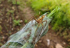 Bloem met insect royalty-vrije stock afbeeldingen Bloem met insect royalty-vrije stock afbeeldingen