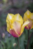 Bloemen in de tuin De lente rode gele bloem twee bloemen Bloemtulp Groene Achtergrond Gras royalty-vrije stock afbeelding Bloemen in de tuin De lente rode gele bloem twee bloemen Bloemtulp Groene Achtergrond Gras royalty-vrije stock afbeelding