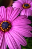 Bloemen stock afbeelding Bloemen stock afbeelding