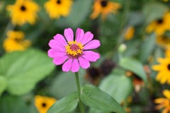 Bloemen houston texas stock afbeeldingen Bloemen houston texas stock afbeeldingen