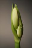 Bloemen in tuinen, Amaryllis Alfresco stock foto Bloemen in tuinen, Amaryllis Alfresco stock foto