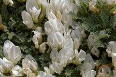 Bloemen van milkvetchastragalus angustifolius Stock Foto Bloemen van milkvetchastragalus angustifolius Stock Foto