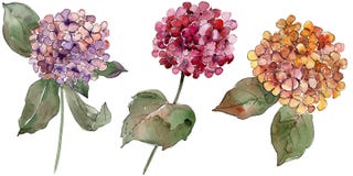 Bloemen van waterverf de kleurrijke gortenzia Bloemen botanische bloem Geïsoleerd illustratieelement royalty-vrije illustratie Bloemen van waterverf de kleurrijke gortenzia Bloemen botanische bloem Geïsoleerd illustratieelement royalty-vrije illustratie