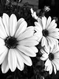 Bloemen stock foto Bloemen stock foto