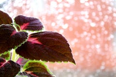 Bloemsiernetel op de achtergrond van het regenachtige venster stock afbeelding Bloemsiernetel op de achtergrond van het regenachtige venster stock afbeelding