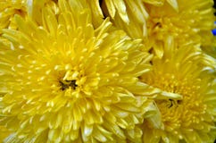 Blom av blomman arkivbilder Blom av blomman arkivbilder