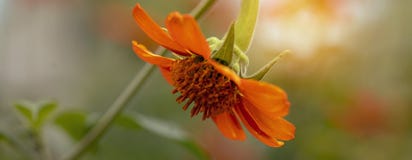 Blom av orange Zinniaelegans arkivbild Blom av orange Zinniaelegans arkivbild